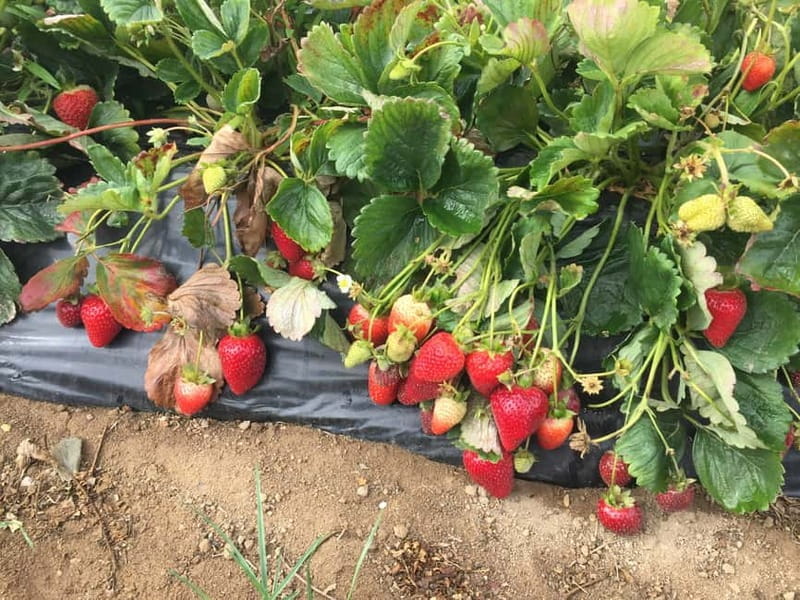 Heraklion: Knossos, Zeus, Villages & Olive Oil Factory Tour - Is it Worth the Price?