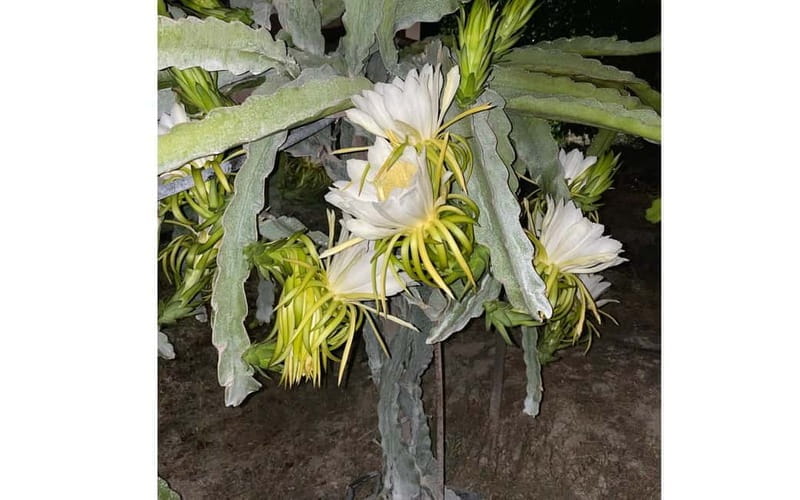 Heraklion: Sunset BBQ in the Olive Grove - Price and Logistics