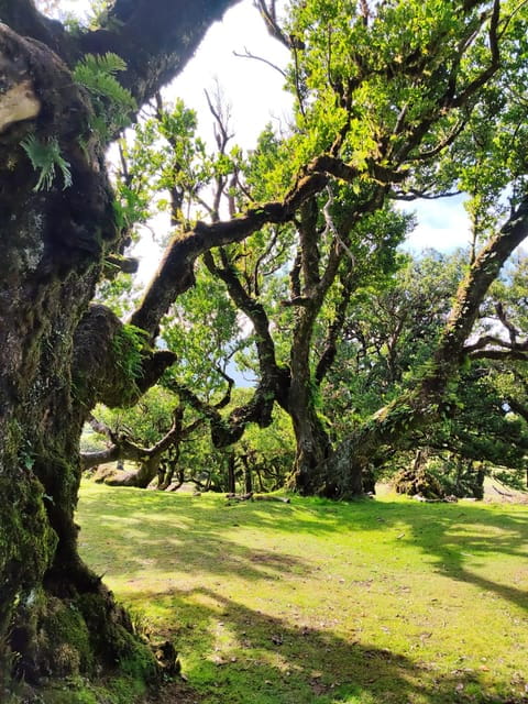 Hike in Fanal in a different way - Why This Tour Is a Great Choice