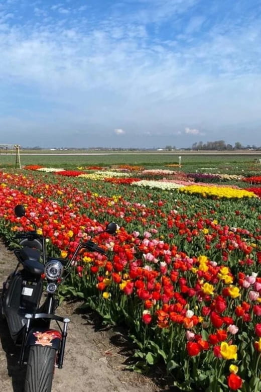 Hillegom: E-Scooter or E-Bike Rental in the Bulb Region - Riding Through the Fields: What You Can Expect