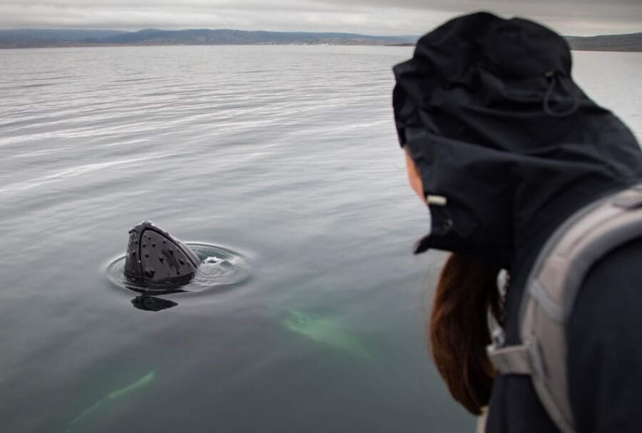 Hólmavík: Whale Watching Tour - Who Will Love This Tour?