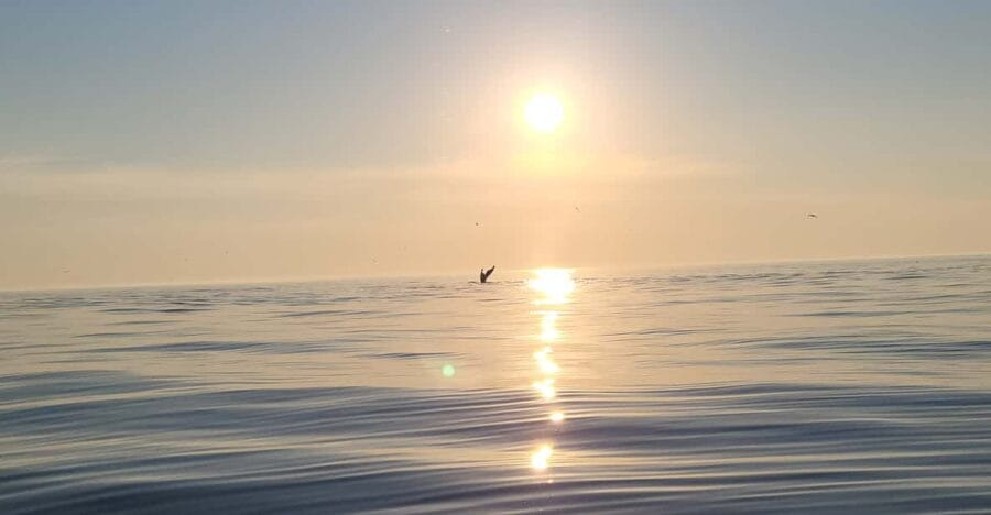 Honningsvåg: North Cape King Crab & Arctic Wildlife Safari - What You Can Expect During the Trip