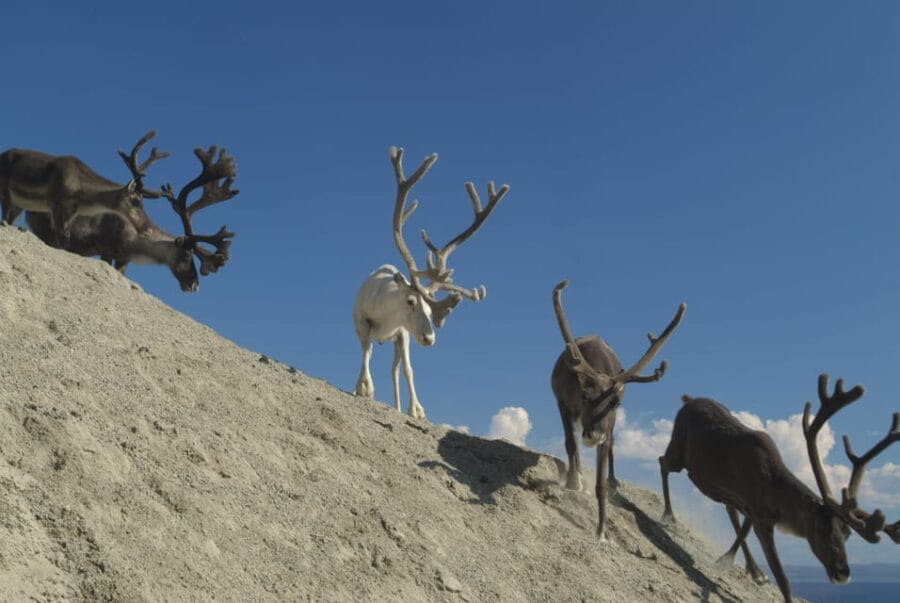 Honningsvåg: North Cape Summer Tour with Sami Family Visit - Who Will Love This Tour?