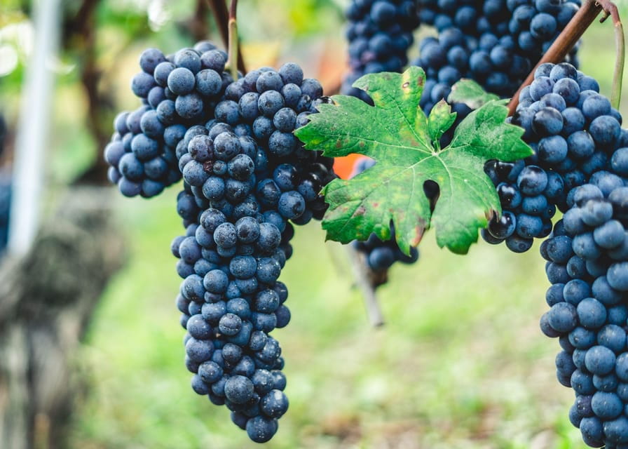 Horse Riding Experience on Vesuvius w/ Wine Tasting - Discovering Vesuvius on Horseback: What to Expect