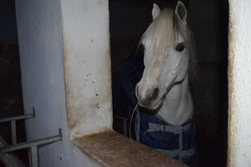 Horseback excursion in the Maddalena woods - Discovering Ischia’s Natural Charm on Horseback