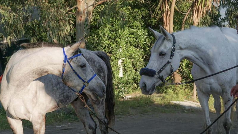 Horseback Riding on Mt.Vesuvius with Wine Tasting and Dinner - The Horseback Ride: An Authentic Touch