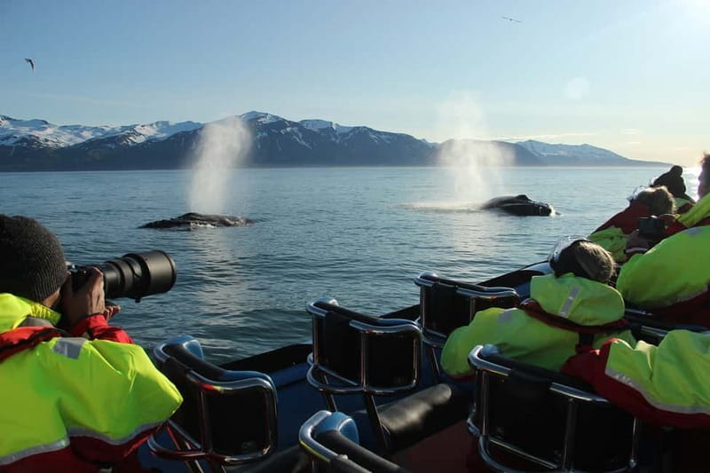 Húsavík: Original Big Whale Safari & Puffins by Speedboat - Price and Logistics: What You Should Know