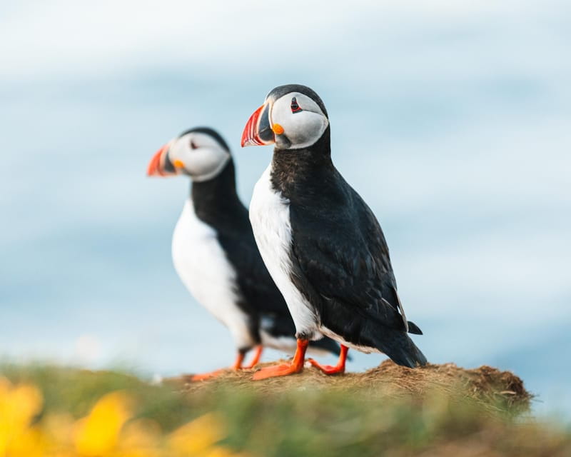 Húsavík: Whale-Watching Cruise and Puffins Guided Tour - FAQ