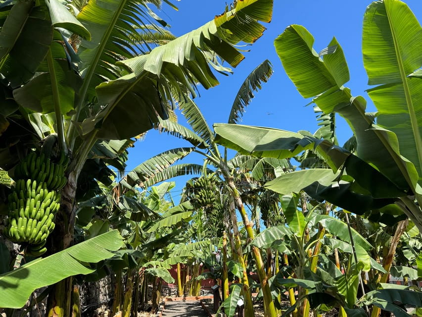 Icod de los Vinos: Casa del Plátano Entry Ticket - The Entrance to a Fruitful History