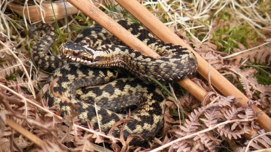 Inverness: Lochs, Waterfalls and Rewilding Experience - Relaxing at Dores Beach