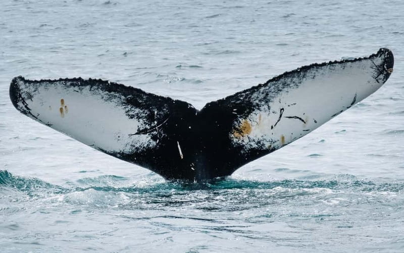 Ísafjörður: Midnight Whale Watching Tour with Hydrophone - The practical details: what’s included and what to consider