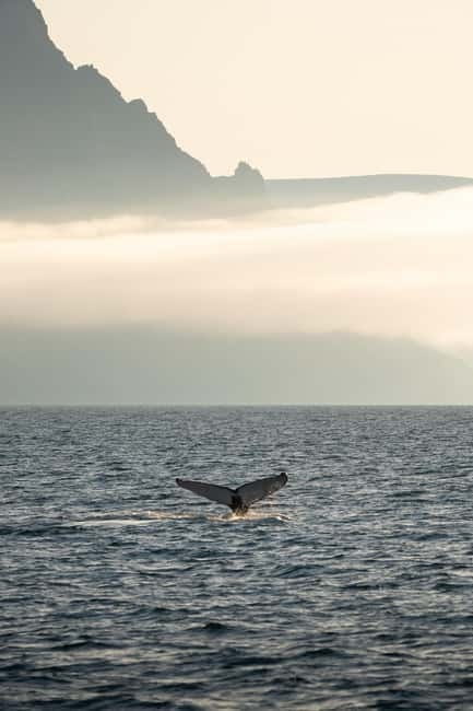 Ísafjörður: Westfjords Whale Watching Boat Tour - Who This Tour Is Best For