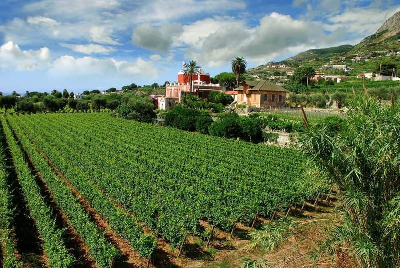 Ischia: Island tour with wine tasting in a typical winery - Visiting the Winery: A Taste of Volcanic Wines