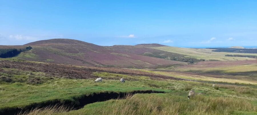 Isle of Man: Half Day Wildlife Adventure Tour - The Sum Up: A Well-Balanced, Authentic Wildlife Experience