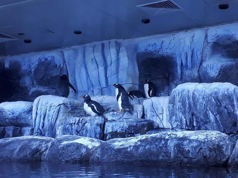 Istanbul: Aquarium Ticket and Round Trip Shuttle from Taksim - Unique Marine Habitats and Creatures