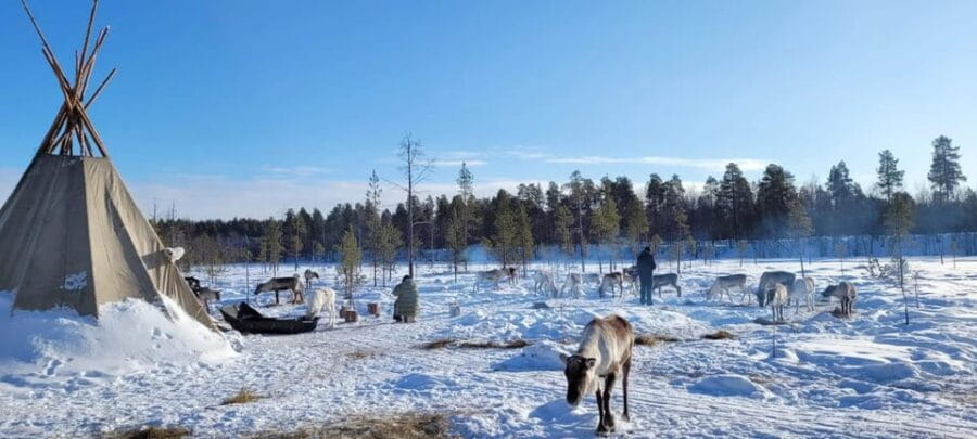 Ivalo: Magical Moments at the Reindeer Farm - A behind-the-scenes look: Learning from a reindeer herder