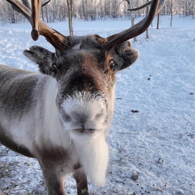 Ivalo: Snowmobile Safari, Meet and Feed Reindeers with Lunch - The Reindeer Encounter: Personal and Heartwarming