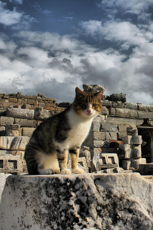 Izmir : Ephesus and Sirince Guided Tour - Final Thoughts: Is It Worth It?