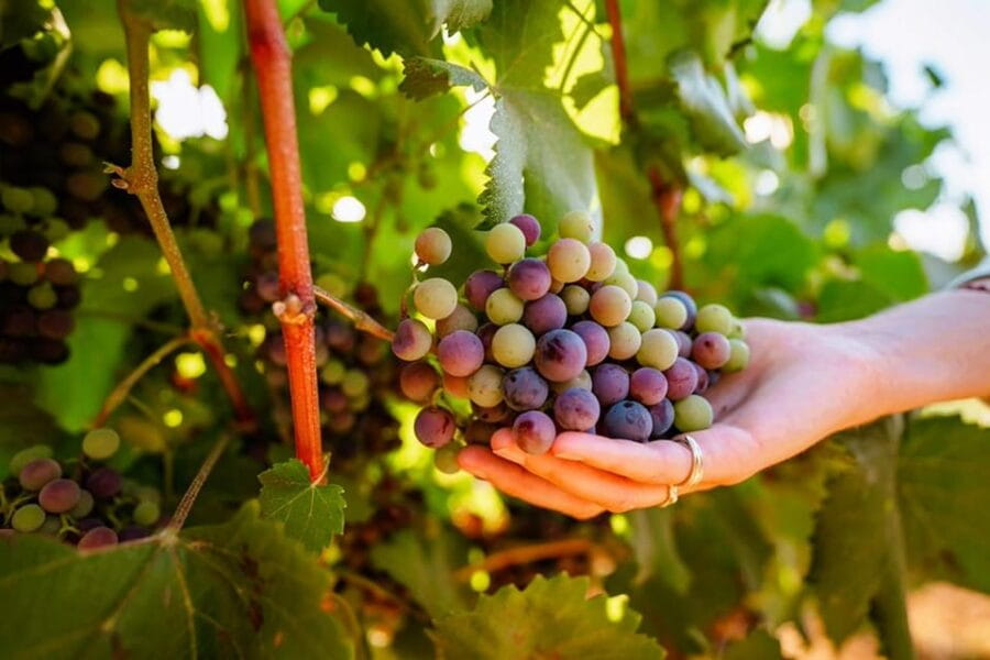 Jeep Safari with Winery Visit & Wine Tasting included - Visiting a Quality Algarve Winery