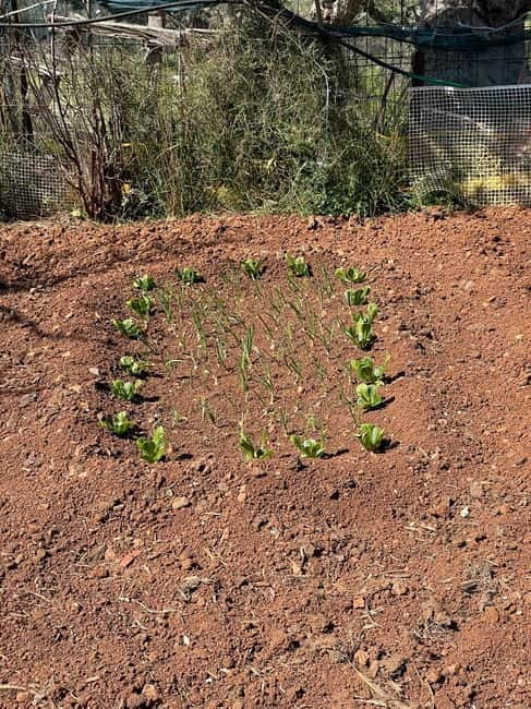 Kalamata: Farm-to-Table Experience with Cooking - An In-Depth Look at the Kalamata Farm-to-Table Experience