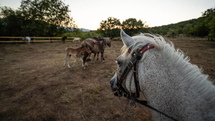 Kastraki: Meteora Sunset Horseback Riding - Key points / Takeaways