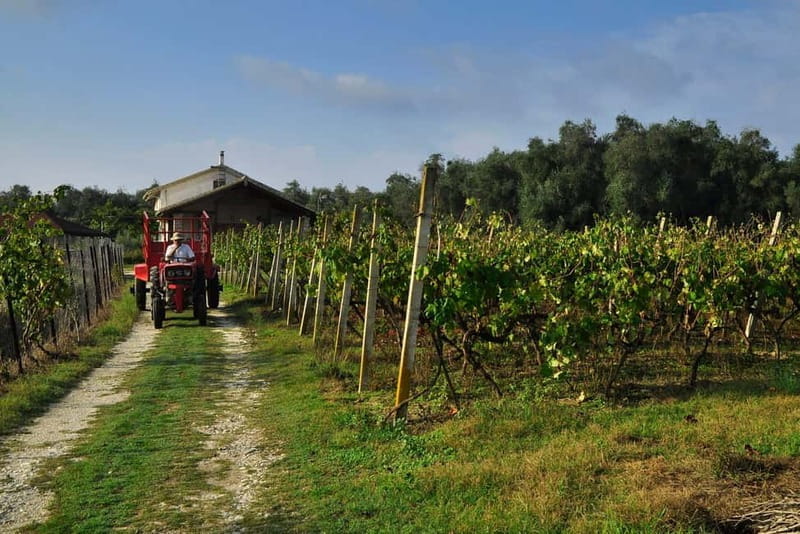 Kavos: Wine Tour & Tasting at a Local Winery - The Value of the Experience