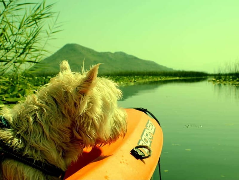 Kayak Adventure: Paddle your way through Lake Skadar - The Guides and Equipment: Making It Easy