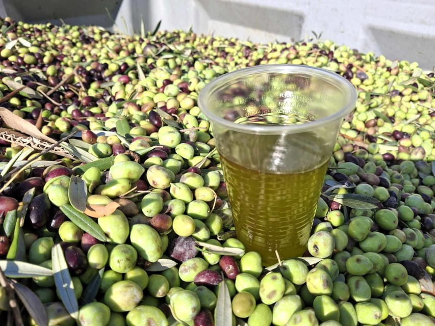 Kefalonia:Private Olive Oil, Honey & Wine Tasting Experience - Price, Logistics, & Overall Value