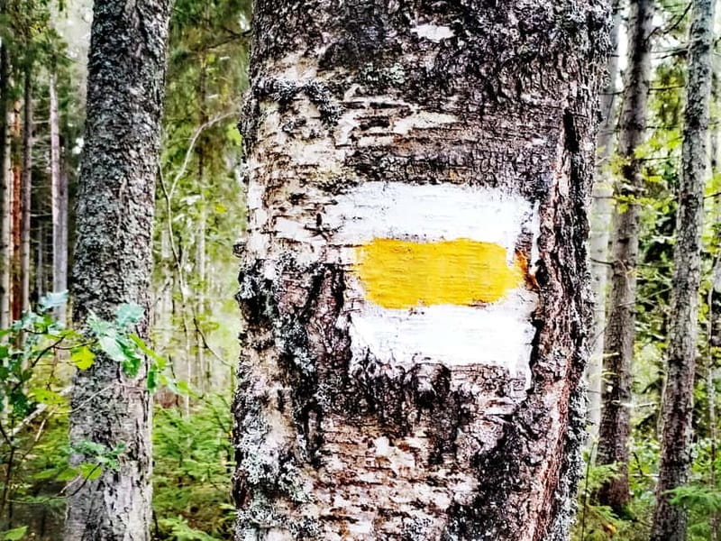 Kemeri National park Hiking trail (16 km) - The Gravel Path Through the Swamp: No Wet Legs Required