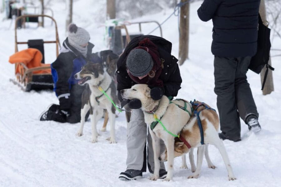 Kemi-Tornio: Husky Sled Ride with Hot Drink - FAQ