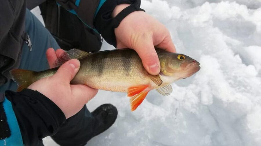 Kemi-Tornio: Ice Fishing Safari with Snowmobiles - FAQ