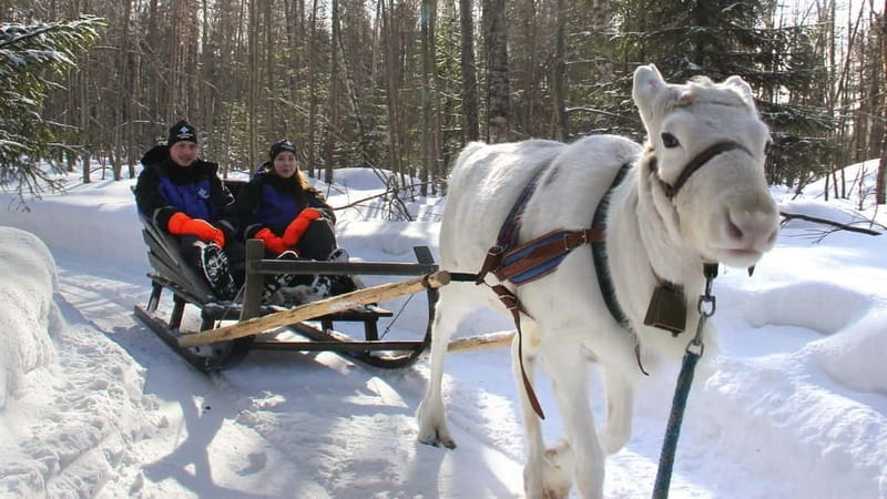 Kemi-Tornio: Reindeer farm experience - What Makes This Tour Special? An Authentic Look at Sami Culture and Arctic Wildlife