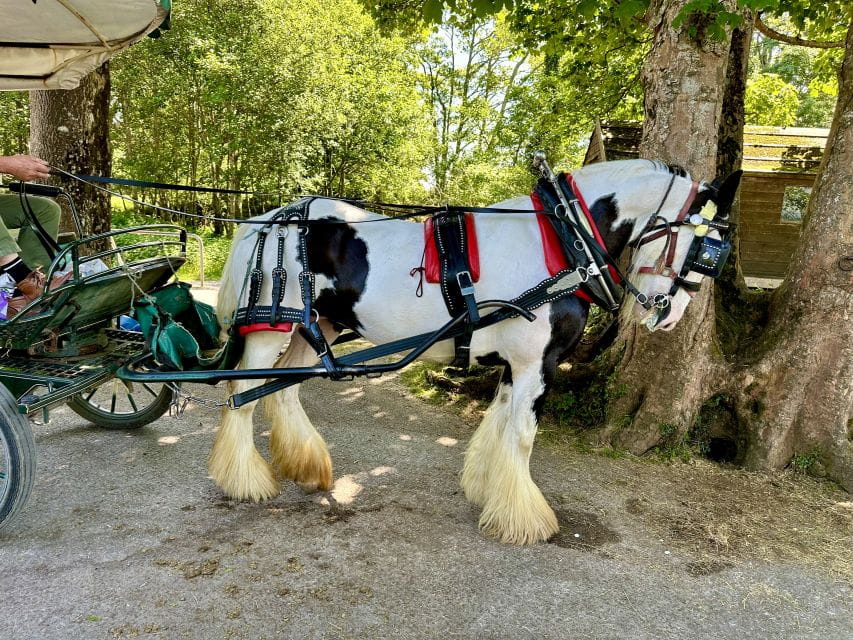 Killarney: Killarney National Park Private Tour - Who Should Consider This Experience?