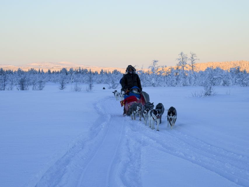 Kiruna: Guided Afternoon Drive Your Own Dog Sled Tour - The Unique Charm of Handling Your Own Sled