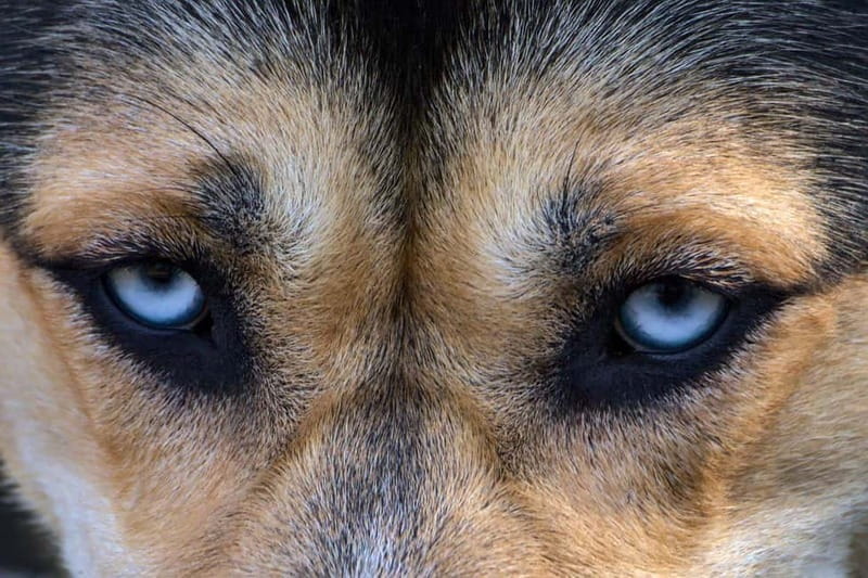 Kiruna: Husky Sled Ride with Traditional Lunch - Unique Landscape and Photographic Opportunities