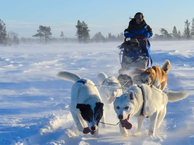 Kiruna: Self-drive Husky Morning Tour - FAQ about the Kiruna Self-drive Husky Morning Tour
