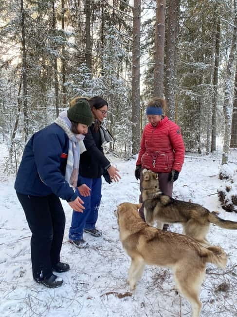 Kittilä / Levi: Husky Farm Guided Tour - Welcome to the Husky Farm: Your Guide to the Experience