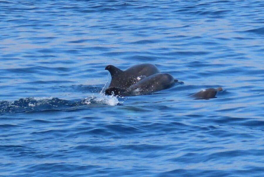 Kos Town: Glass-Bottom Boat Cruise with Swimming Stops - Who Should Consider This Trip?