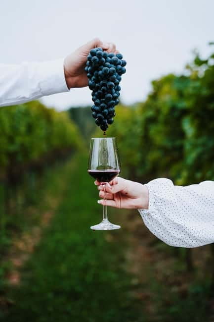 Krakow: Vineyard Tour with Wine Tasting and Dinner - Visiting the Vineyard: What You’ll Encounter