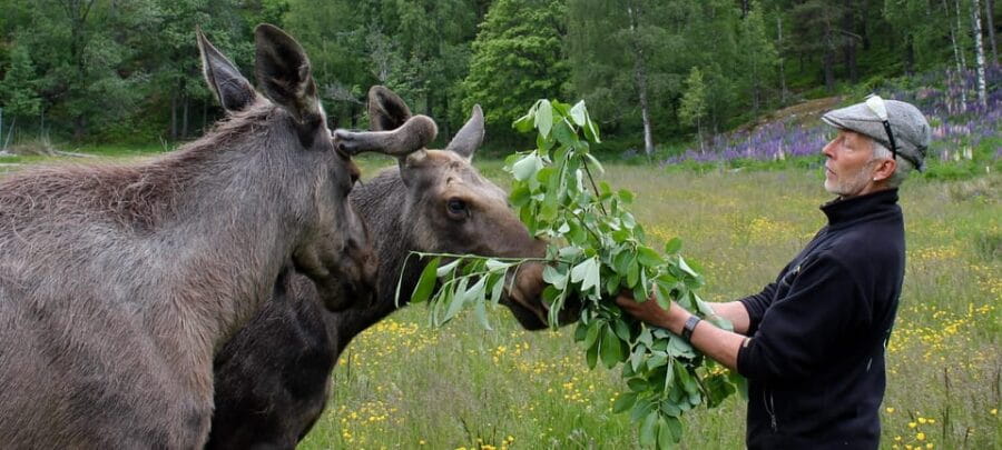 Kristiansand: Guided Bus Tour and Moose Park Experience - Is This Tour Worth the Price?