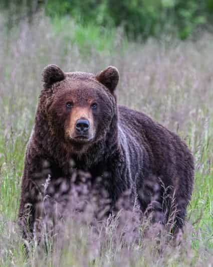 Kuusamo: Bear watching evening - Entering the Wild: The Experience in Detail
