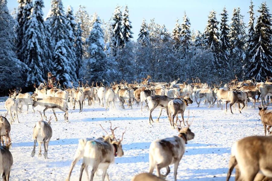 Kuusamo: Morning Feeding of Hundreds of Reindeer - Price and Logistics: Is It Worth It?