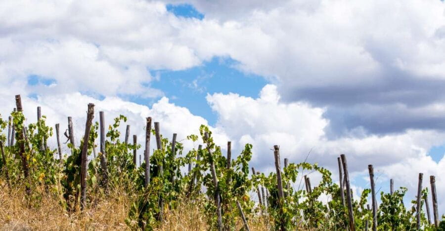 La Maliosa Farm Experience & Wine Tasting - The Itinerary: What You Can Expect