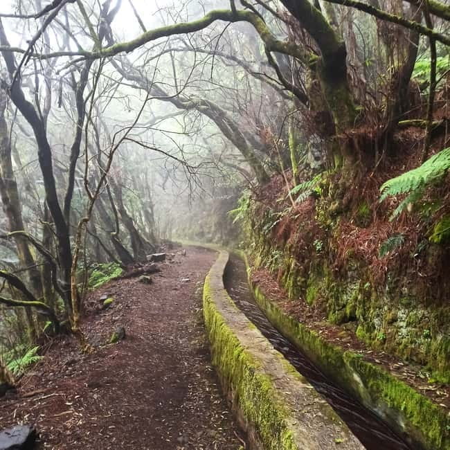 La Palma: Springs Marcos y Cordero Guided Trekking Tour - The Path to Marcos and Cordero Springs: A Natural Playground