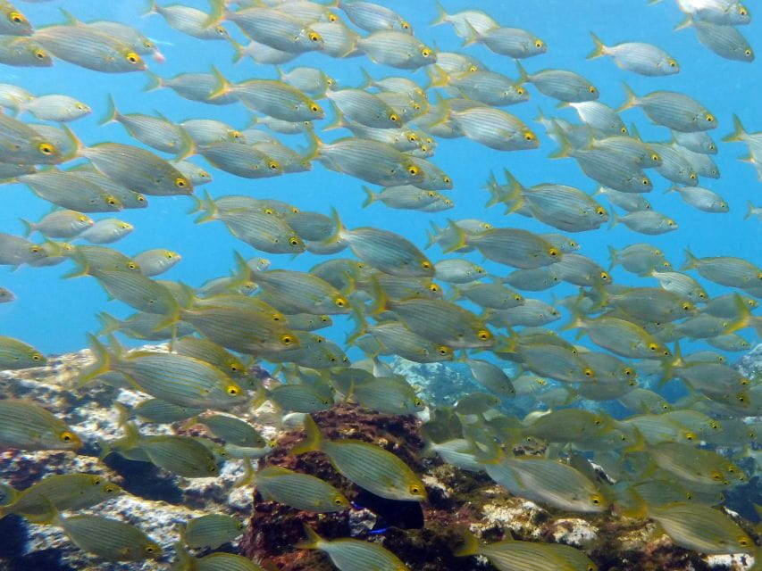 La Palma: SSI Try Scuba Program - The Guides and Atmosphere