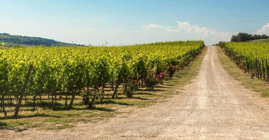 La Sala del Torriano Wine Experience - Exploring the Cellar: Tradition Meets Technique