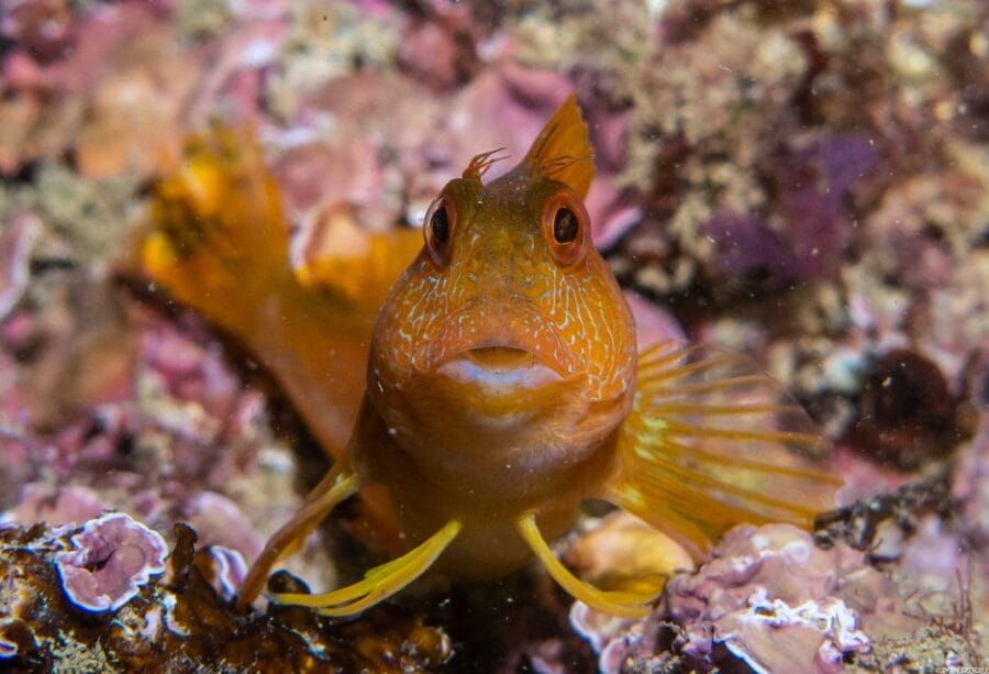 Lagos: Guided Scuba Diving Trip for Beginners - The Experience: What You’ll Do