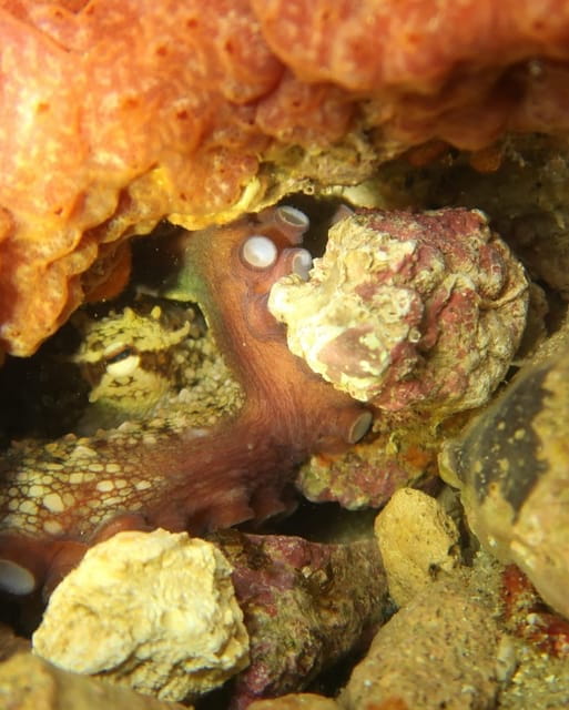 Lagos: Scuba Diving Experience for Beginners - Discovering Lagos’s Marine Life: The Sea Dive