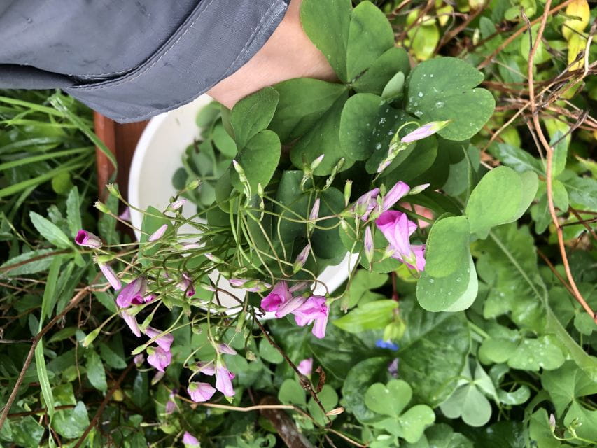 Lake Nemi: Herbs of the Moon Sensory Farm Visit - Exploring The Herbs of the Moon Farm