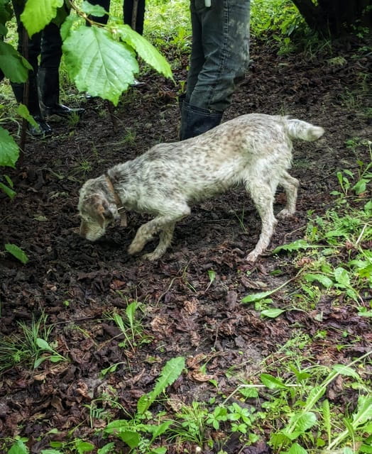 Langhe: Truffle Hunt and Wine-Tasting in a Cellar - The Experience in Detail: What to Expect and Why It Matters